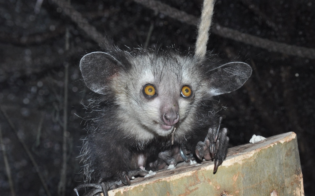 An aye-aye at night in Madagascar