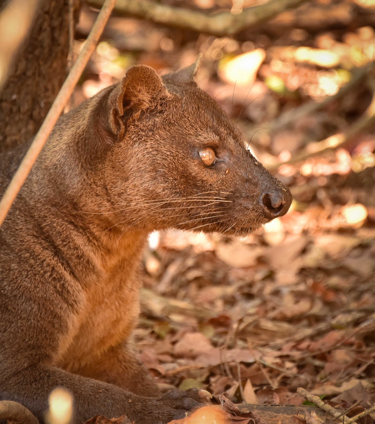 A fossa in the wild at Kirindy Forest, Madagascar