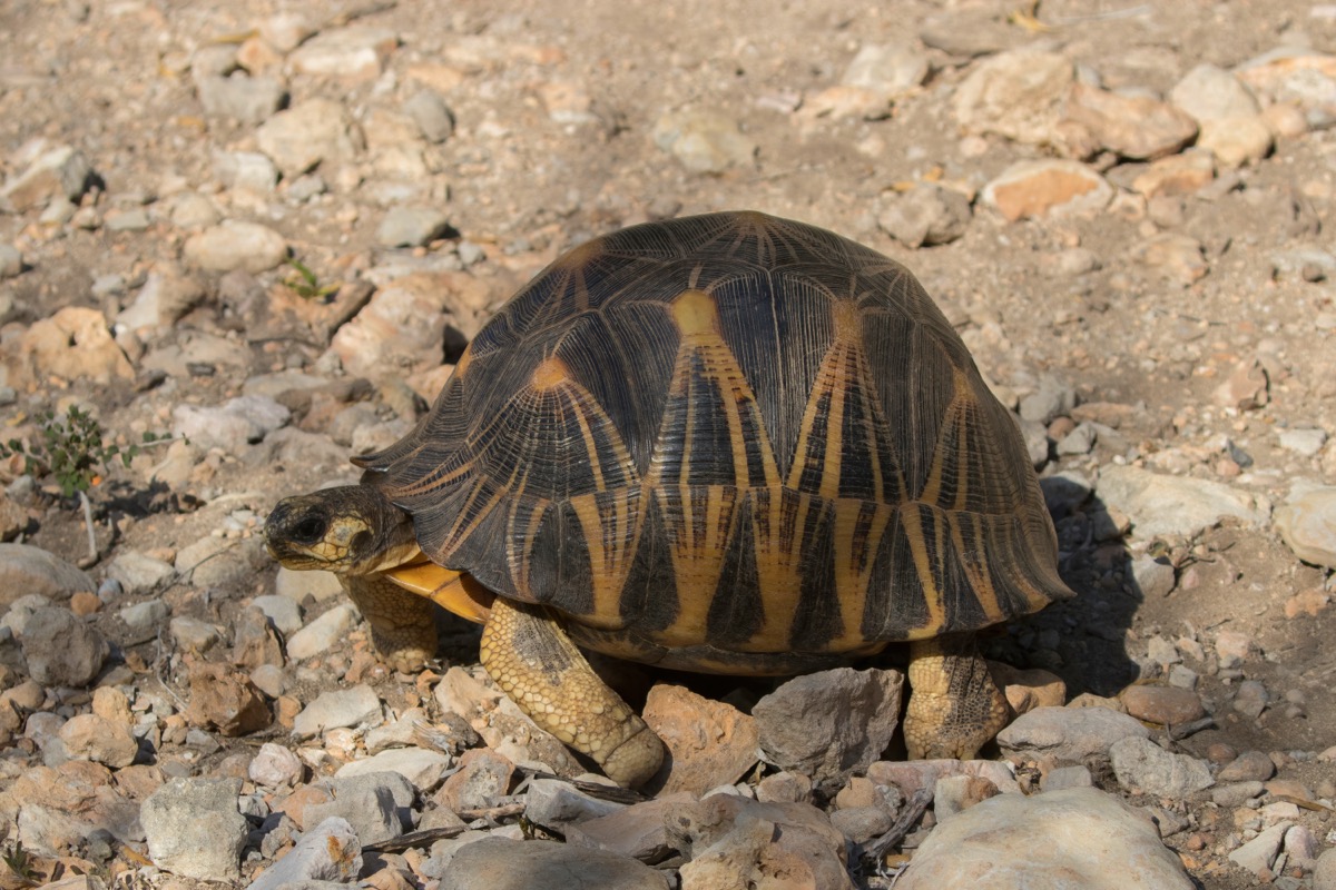 A radiated tortoise showing its distinctive star-patterned shell