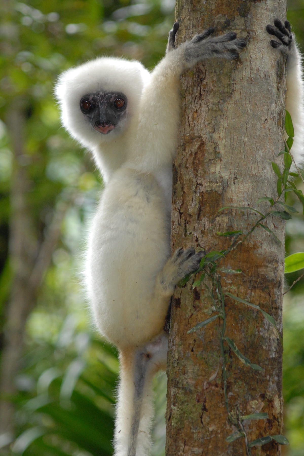 A silky sifaka clinging to a tree trunk in Madagascar